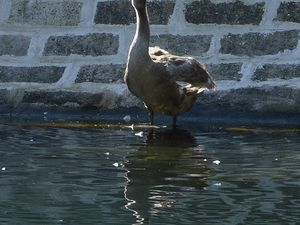 Cygnes et oies 