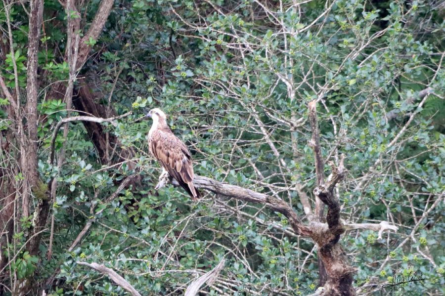 Balbuzard pécheur à Ondres et au marais d'Orx