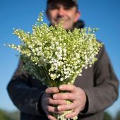 1er mai : comment le muguet a fait oublier l'églantine