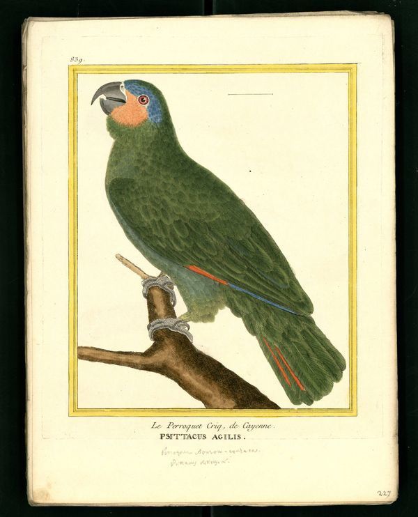 gravures ornithologiques