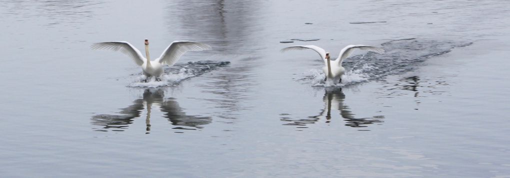 Quand Dame Nature te fait un cygne