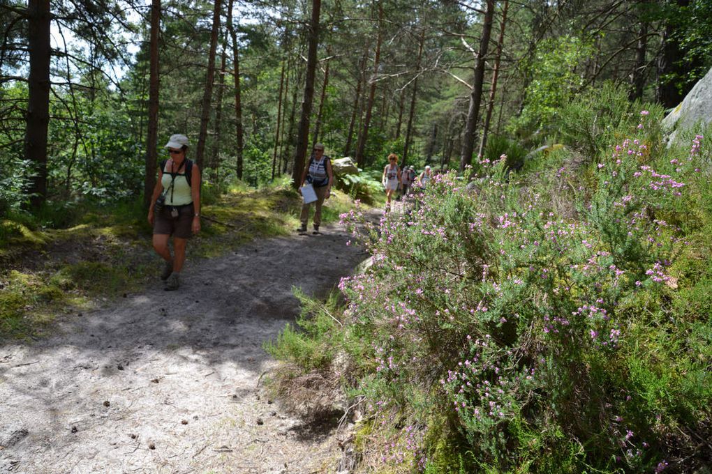 Sortie  journée dimanche 10 juillet 2016  Le Coquibus – Milly la Forêt