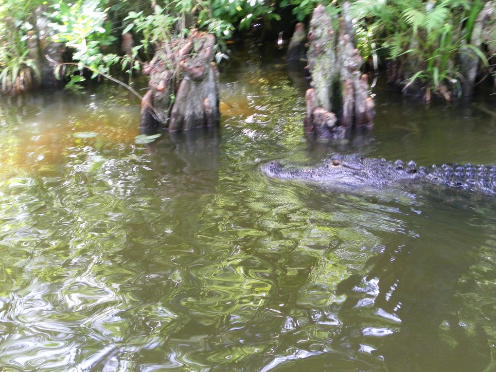 Le 6 juin, nous partons à la découverte des Everglades, plus célèbre Parc Naturel National de Floride.