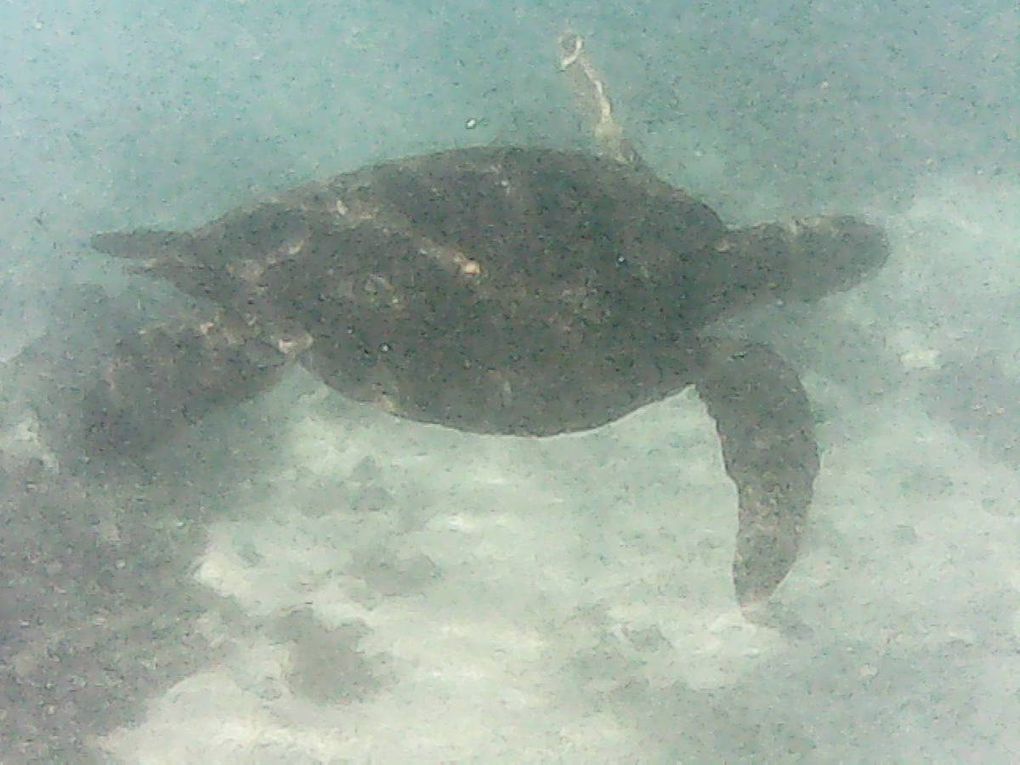 Archipel des Galápagos - un rêve éveillé