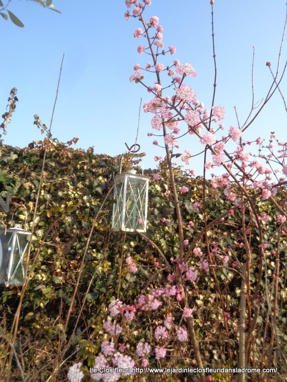 Mon jardin Le Clos fleuri en mars .....