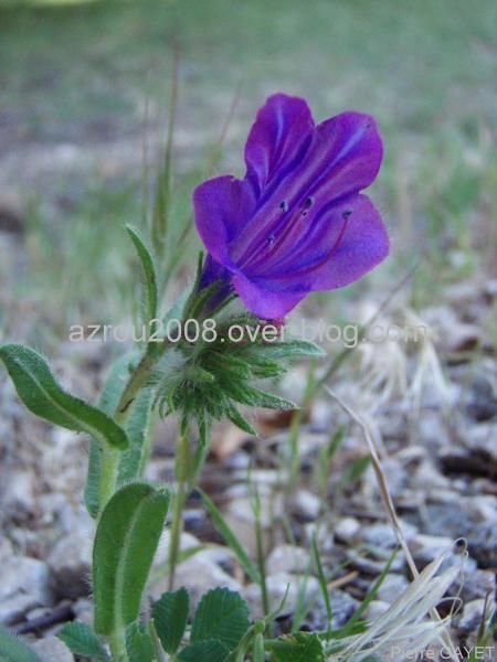 Fleurs de la forêt d'Azrou et alentours. cedraie, et foret mixte cèdres de l'Atlas et chênes verts (Parc National d'Ifrane, moyen-Atlas marocain).