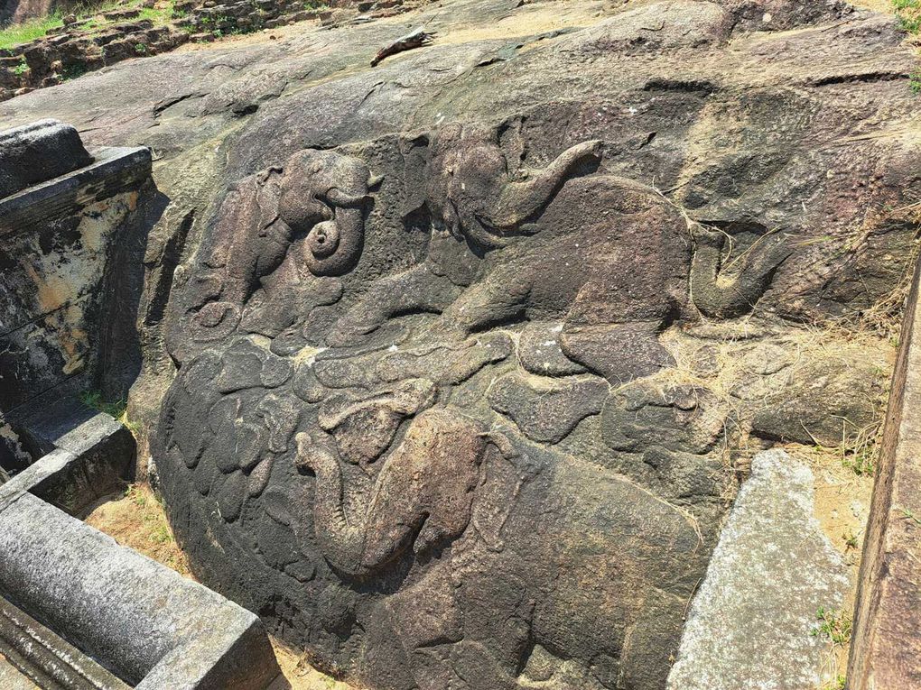 Le Sri-Lanka : Une perle de l'Océan Indien à découvrir