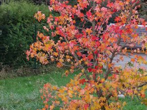 Dernières couleurs