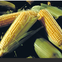 L'USDA constate que l'herbicide tolpyralate a un effet surprenant sur certaines variétés de maïs
