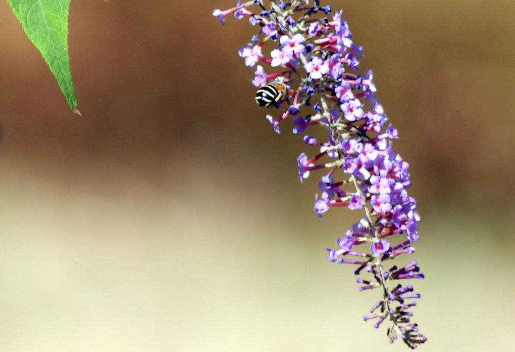 Les plantes et fleurs de mon jardin