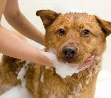 How To Bath Your Dog Properly