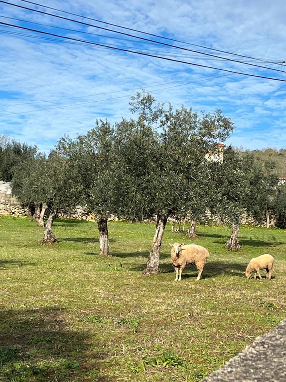 Cherchez l’erreur dans le bestiaire du jour ! (La vérité ce sont des faux gorilles par contre je ne sais pas ce qu’ils font là)