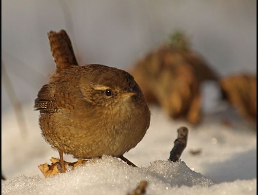 mignon troglodyte