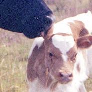 Vache bretonne ancienne