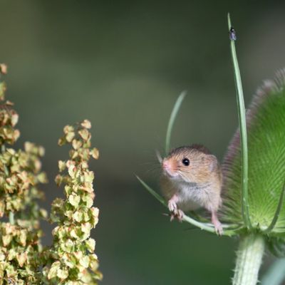 Le fascinant rat des moissons : le plus petit rongeur d’Europe !