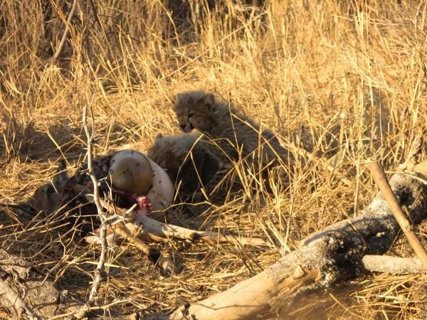 Album - Safari (Afrique du Sud)