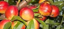 Nectarine Wine             Producers Australia Vineyards 