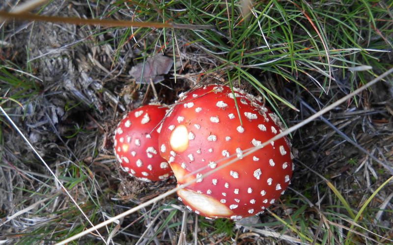 Des champignons et des chasseurs