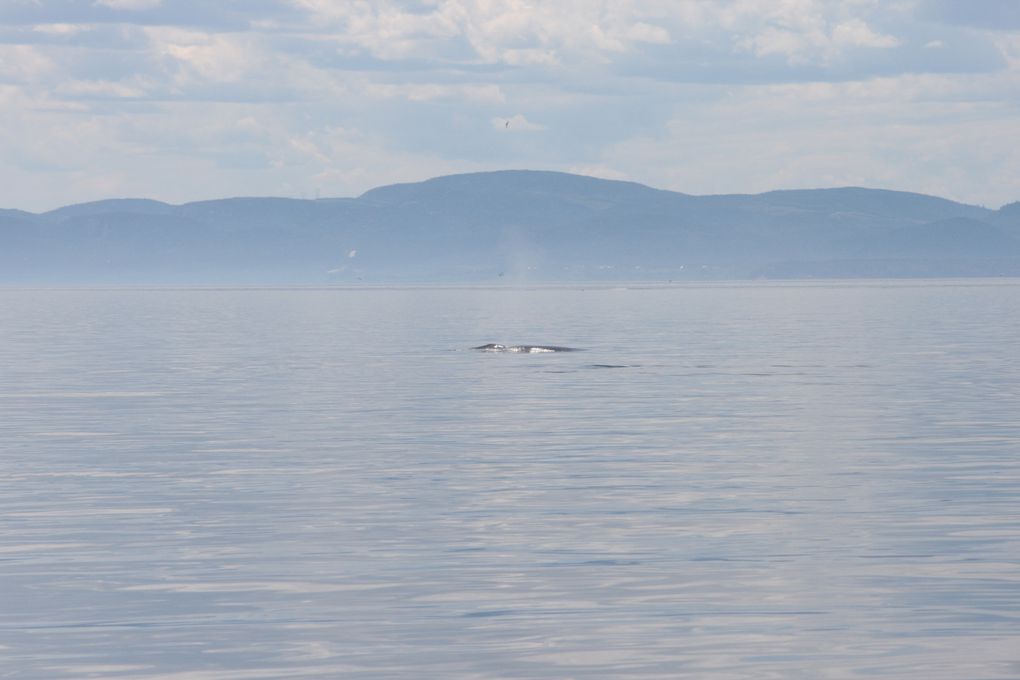 Album - Baleines-du-St-Laurent