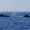 Saison des baleines: Ouverture cette semaine