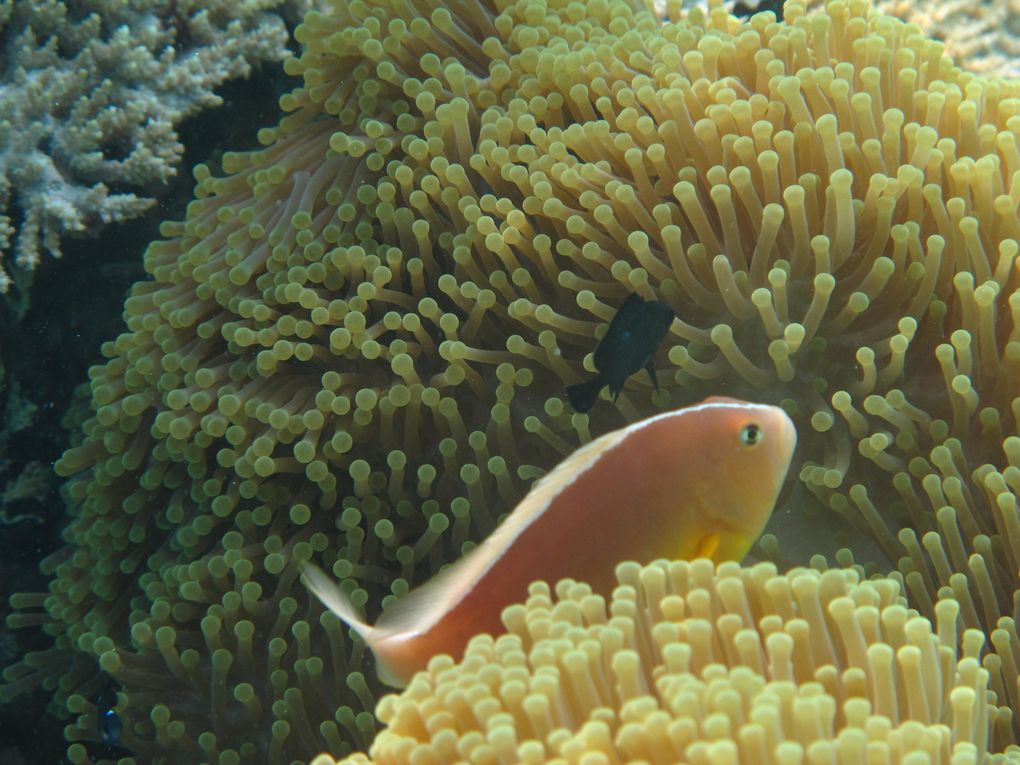 Album - dernier-jour-a-mayotte-maud