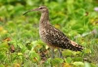 Voici les photos de tout les espèces d'oiseaux de la Guadeloupe.
Nombre d'espèces : 198
Nombre d'endémiques : 1
Nombre d'espèces globalement menacées : 2
Nombre d'espèces introduites : 8