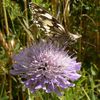 Haïku d'enfant et papillon volé...