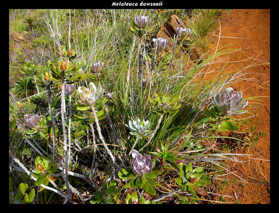 Plantes remarquables de Nouvelle-Calédonie rencontrées au gré des randonnées