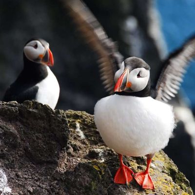 L'Islande, une seconde fois, au royaume des elfes, dans les fjords du nord-est