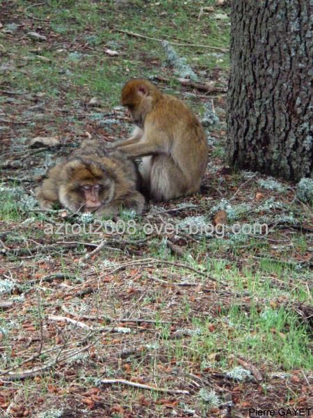 macaques de Barbarie (Macaca sylvanus) ou singe magot, dans une forêt de cèdres du moyen-Atlas marocain