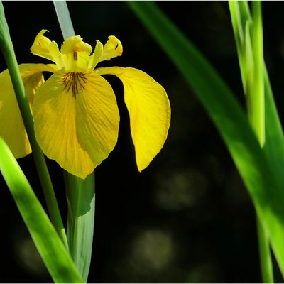 La possibilité d’un gué