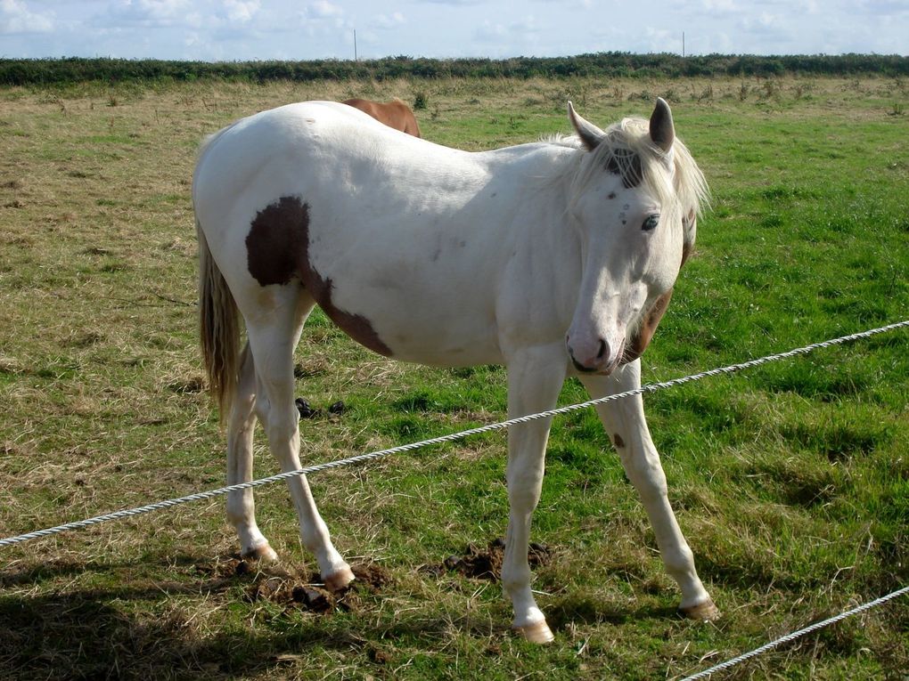 Quelques photos emprunt&eacute;es sur le site du poney ranch et sur les blog des cavali&egrave;res