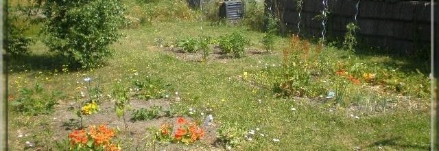 Le potager à la mi Juillet