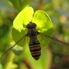 Episyrphus balteatus, femelle