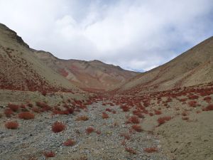 Collecte et portage du nalo (plante fourragère) près de Lingshed