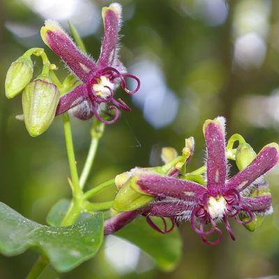 461 - Sous la jupe des fleurs - Periploca graeca et Periploca angustifolia