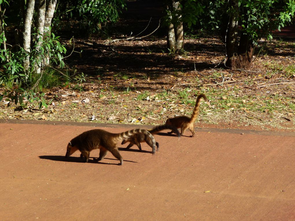 Album - 45.De Puerto Iguazu à Rio (Bresil-janv.)