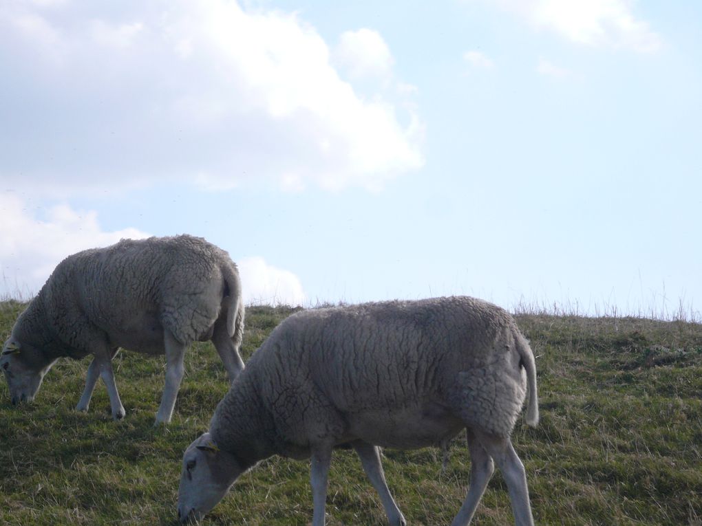 Pris entre la Belgique, l'Allemagne et la mer du Nord, les Pays-Bas offrent des paysages uniques.