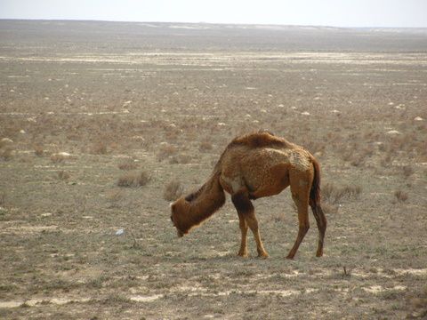 Album - 4-de l'Azerbaidjan à la route de Samarcande