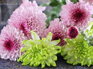 La fleur de chrysanthème, fleur sacrée et symbole de la famille impériale du Japon.