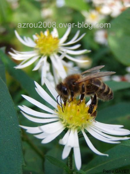 photos prises aux alentours du village de Chemilly, dans l'Allier (03), ainsi que dans la Nièvre (58) et le Puy-de-Dôme (63). Vous y trouverez principalement des photos d'insectes et de fleurs.