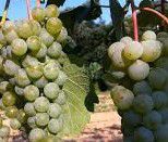 #White Cayuga Wine Producers Connecticut Vineyards