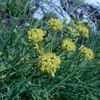 Bupleurum petraeum