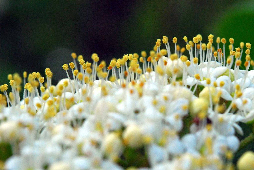 plantes sauvages et paysages paysans