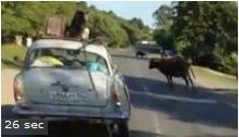 3 videos insolites: un chien sur un toit de voiture - un pneu explose - hip hop van