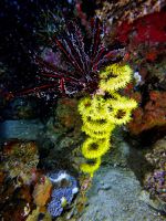 Voyage-plongée: Corail noir, Cirripathes cf. spiralis