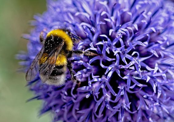 Chardon bleu, bourdons et abeilles charpentières