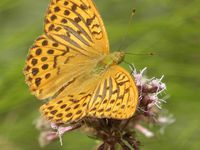 Compte-rendu  de la Balade &quot;Myriades de Papillons et d'Odonates&quot; à Gasques du samedi 19 Août 2017