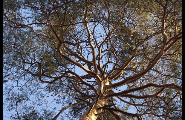 des branches plein les arbres