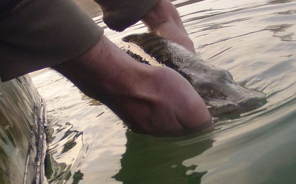 2012 est déja commencer et les fish ne tardent pas à montrer leurs nageoires